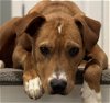 adoptable Dog in canton, CT named Hoss
