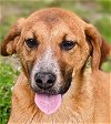 adoptable Dog in , CT named Huey