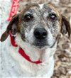 adoptable Dog in , CT named Toddy