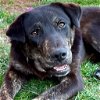 adoptable Dog in , CT named Webber