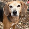 adoptable Dog in canton, CT named Ellie Mae