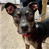 adoptable Dog in , CT named Guinness
