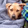 adoptable Dog in , CT named Java