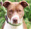 adoptable Dog in canton, CT named Huntress