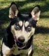 adoptable Dog in , CT named Kira