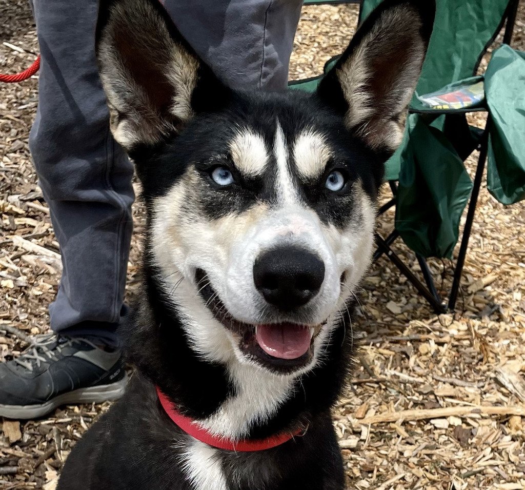 adoptable Dog in Canton, CT named Kira