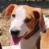 adoptable Dog in , CT named Kiwi