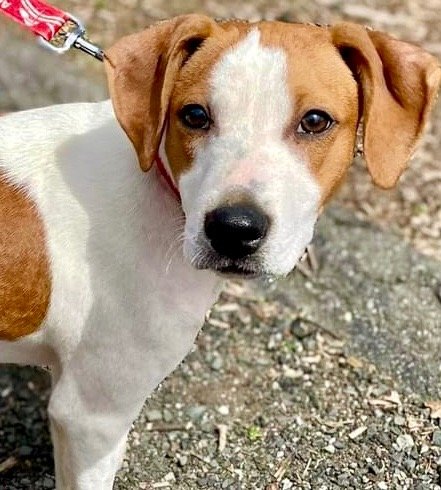 adoptable Dog in Canton, CT named Kiwi