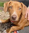 adoptable Dog in canton, CT named Mango