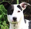 adoptable Dog in , CT named Sophie