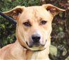 adoptable Dog in , CT named Terrence