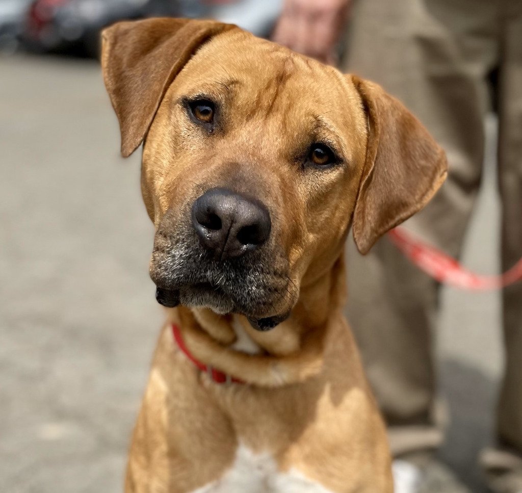 adoptable Dog in Canton, CT named Trent