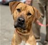 adoptable Dog in , CT named Trent