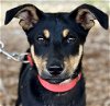 adoptable Dog in , CT named Valentina
