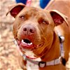 adoptable Dog in , CT named Buster brown
