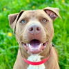 adoptable Dog in , CT named Buster brown