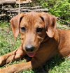 adoptable Dog in , CT named Papaya