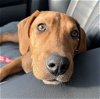 adoptable Dog in canton, CT named Papaya