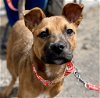 adoptable Dog in , CT named Midgie