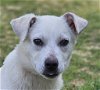 adoptable Dog in , CT named Cream