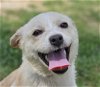 adoptable Dog in , CT named Custard