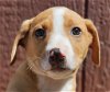 adoptable Dog in , CT named Dakota