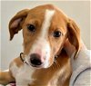 adoptable Dog in , CT named Dakota