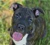 adoptable Dog in , CT named Haniel