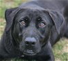 adoptable Dog in , CT named Happy