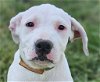 adoptable Dog in canton, CT named Jophiel