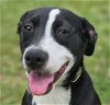 adoptable Dog in canton, CT named Macy