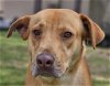 adoptable Dog in canton, CT named Red