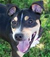 adoptable Dog in canton, CT named Roux2