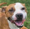 adoptable Dog in canton, CT named Shelby