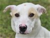 adoptable Dog in , CT named Sydney