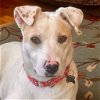 adoptable Dog in , CT named Sydney