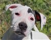 adoptable Dog in , CT named Uriel