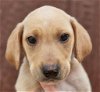 adoptable Dog in , CT named Dena