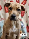 adoptable Dog in , CT named Scuttle