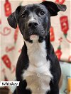 adoptable Dog in  named Whiskey
