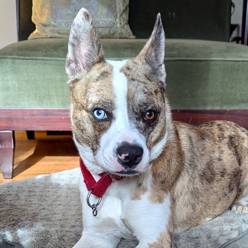picture of the dog needing adoption