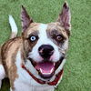 adoptable Dog in , CT named Barry