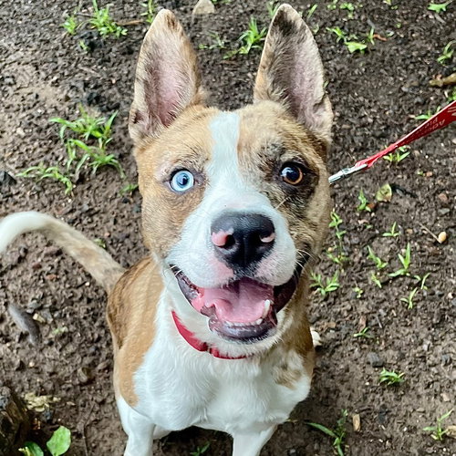 picture of the dog needing adoption