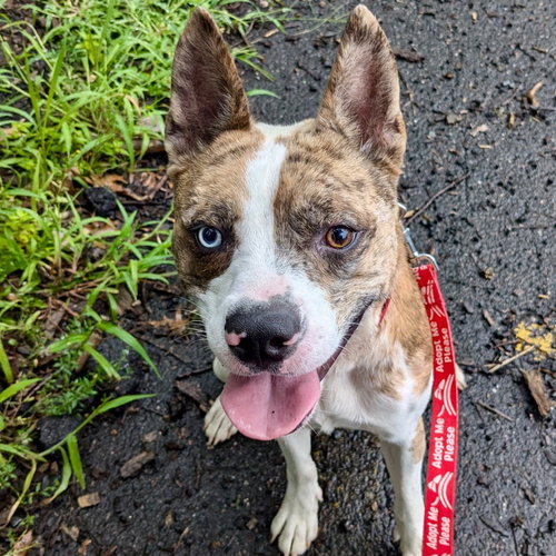 picture of the dog needing adoption