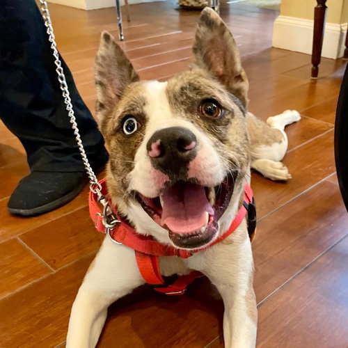 BARRY - Catahoula Leopard Dog / Terrier available for adoption