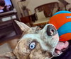 Barry - Photo 3