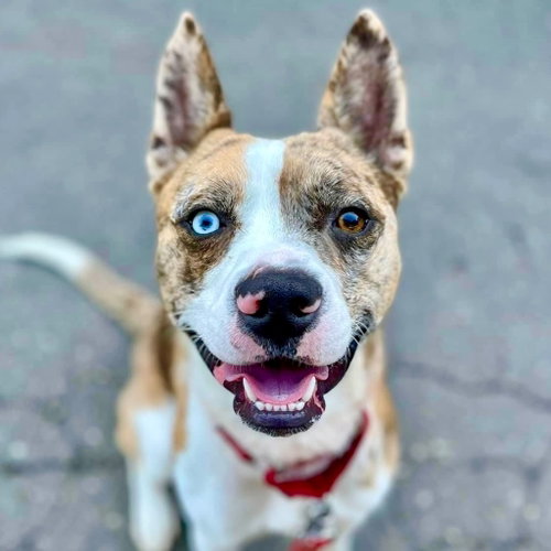 Barry, an adoptable Catahoula Leopard Dog in Canton, CT