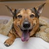 adoptable Dog in canton, CT named Novak