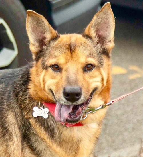 NOVAK - German Shepherd Dog / Terrier available for adoption