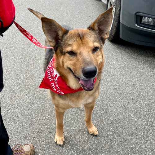 NOVAK - German Shepherd Dog / Terrier available for adoption